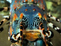 /album/photogalery-fish-species/a-101-edited-jpg/